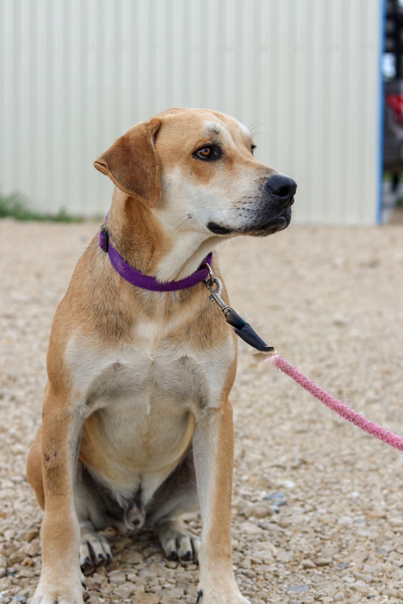 Bert, an adoptable Labrador Retriever, Schnauzer in Bowie, TX, 76230 | Photo Image 3