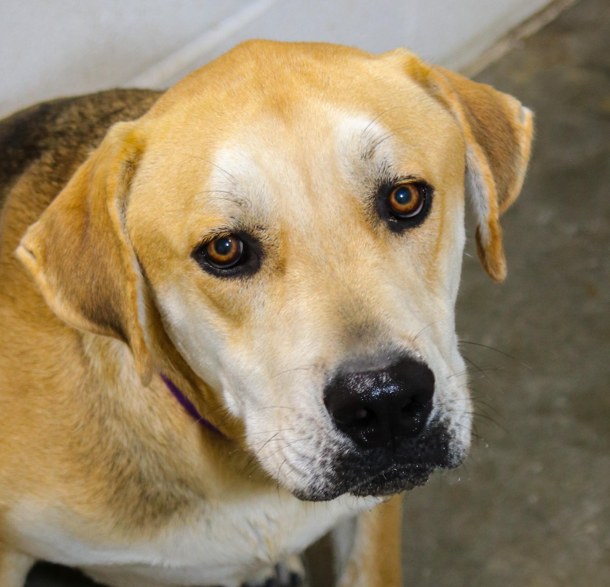 Bert, an adoptable Labrador Retriever, Schnauzer in Bowie, TX, 76230 | Photo Image 4