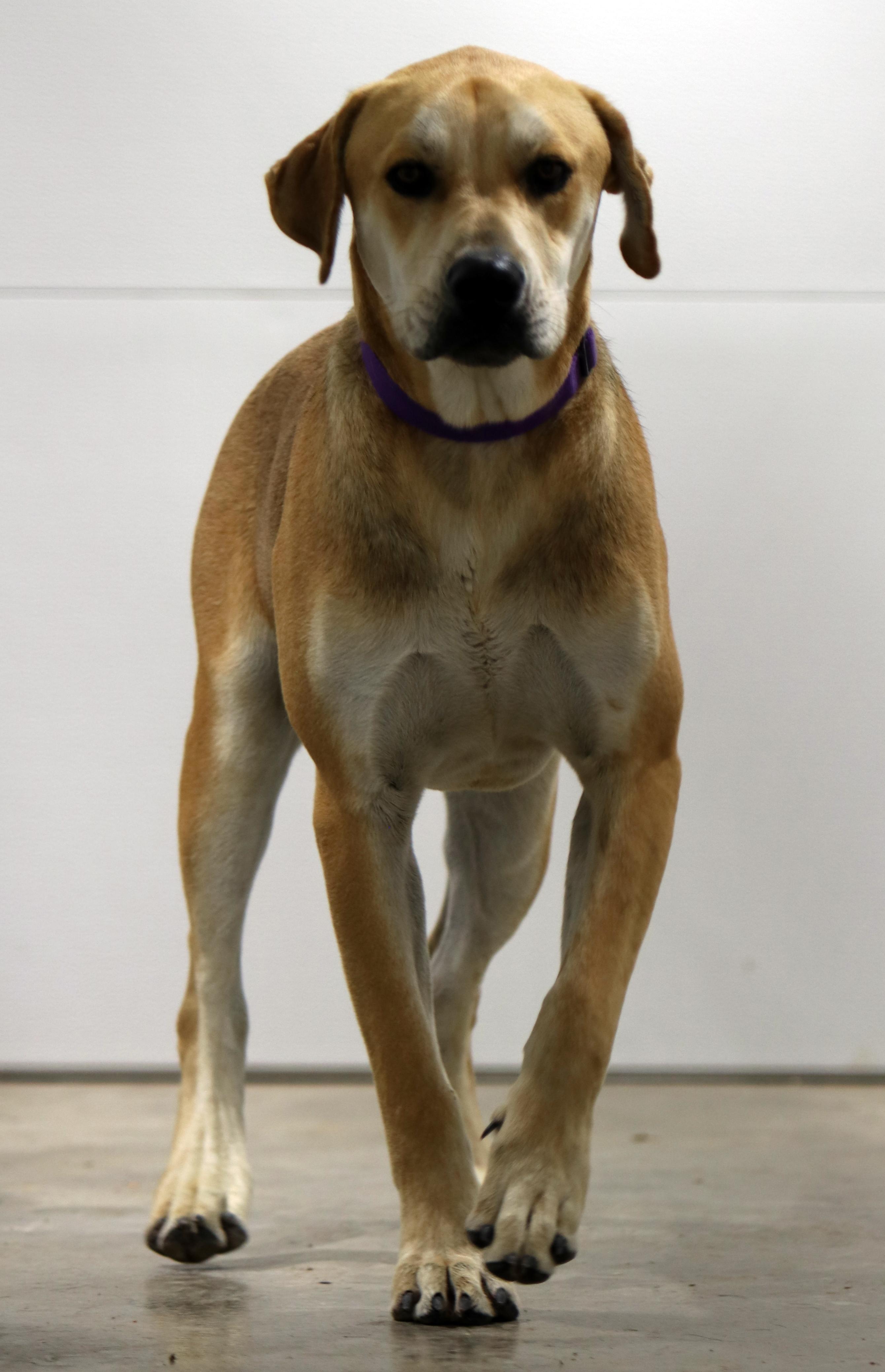 Bert, an adoptable Labrador Retriever, Schnauzer in Bowie, TX, 76230 | Photo Image 5