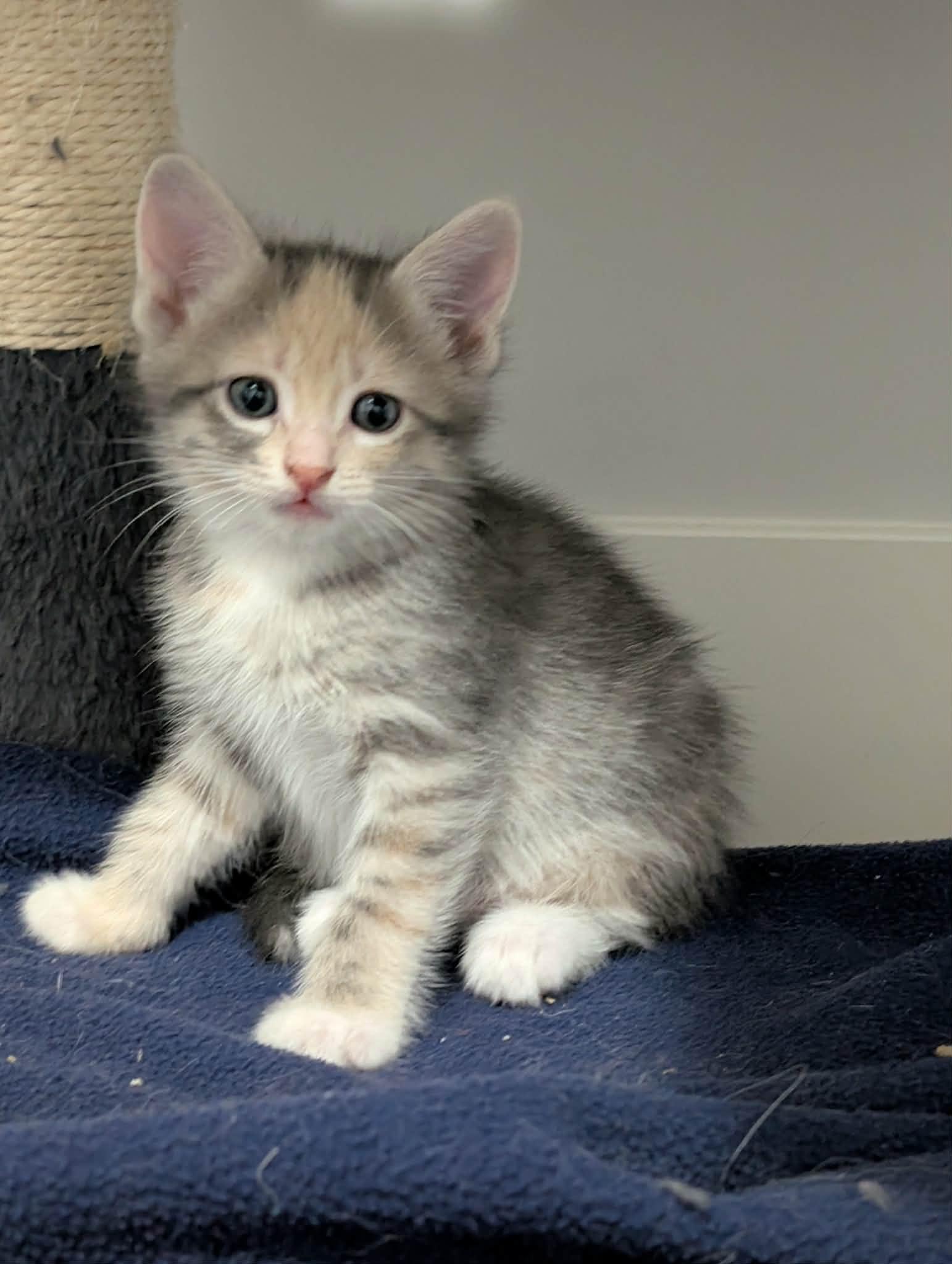 Enlarge Salsa, a Adoptable Tabby in Edmonton, AB image 1/2