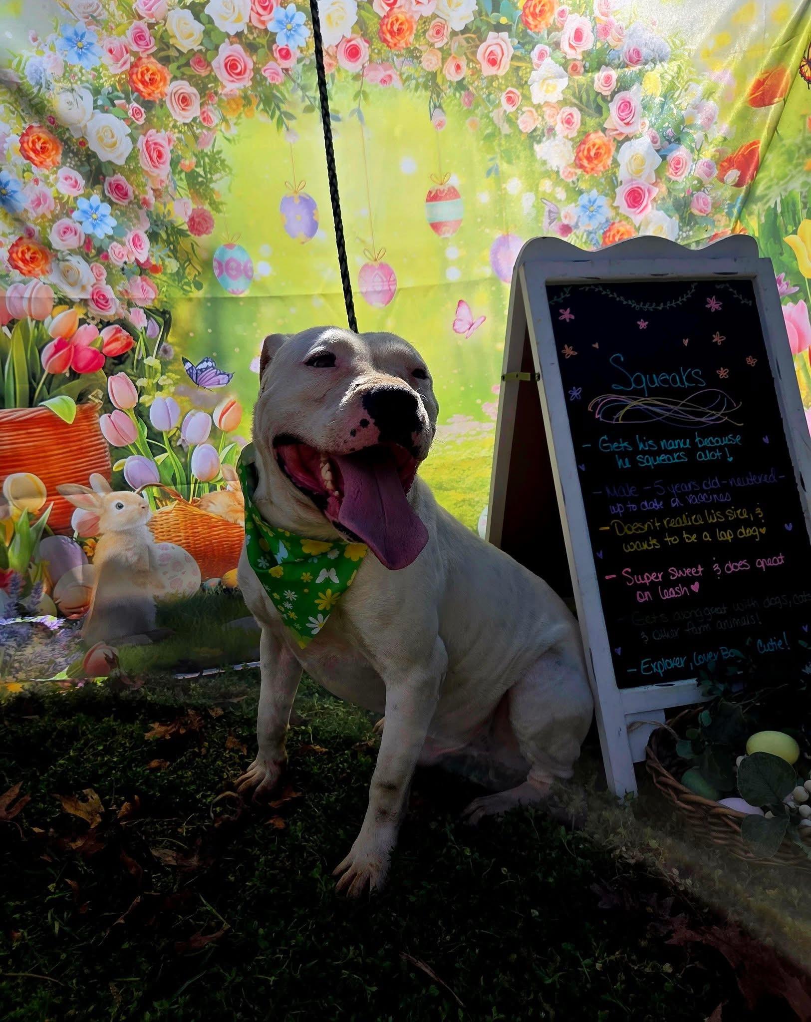 Squeak, ADOPTABLE, Adult Male Pit Bull Terrier.