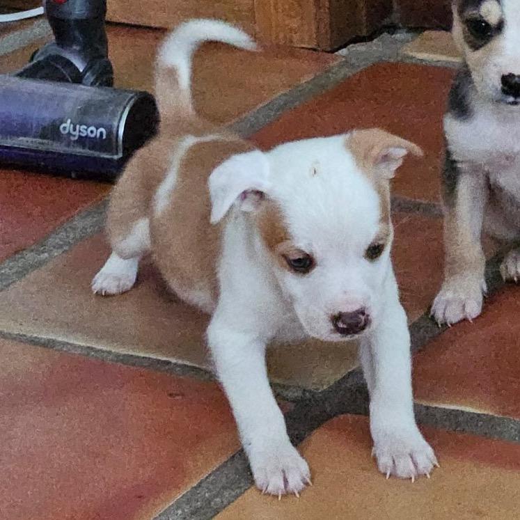 Siamese, Adoptable, Puppy Female Mixed Breed.