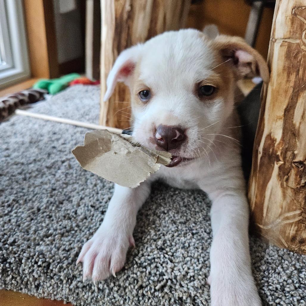Enlarge Siamese, a Adoptable Mixed Breed in Tacoma, WA image 2/6