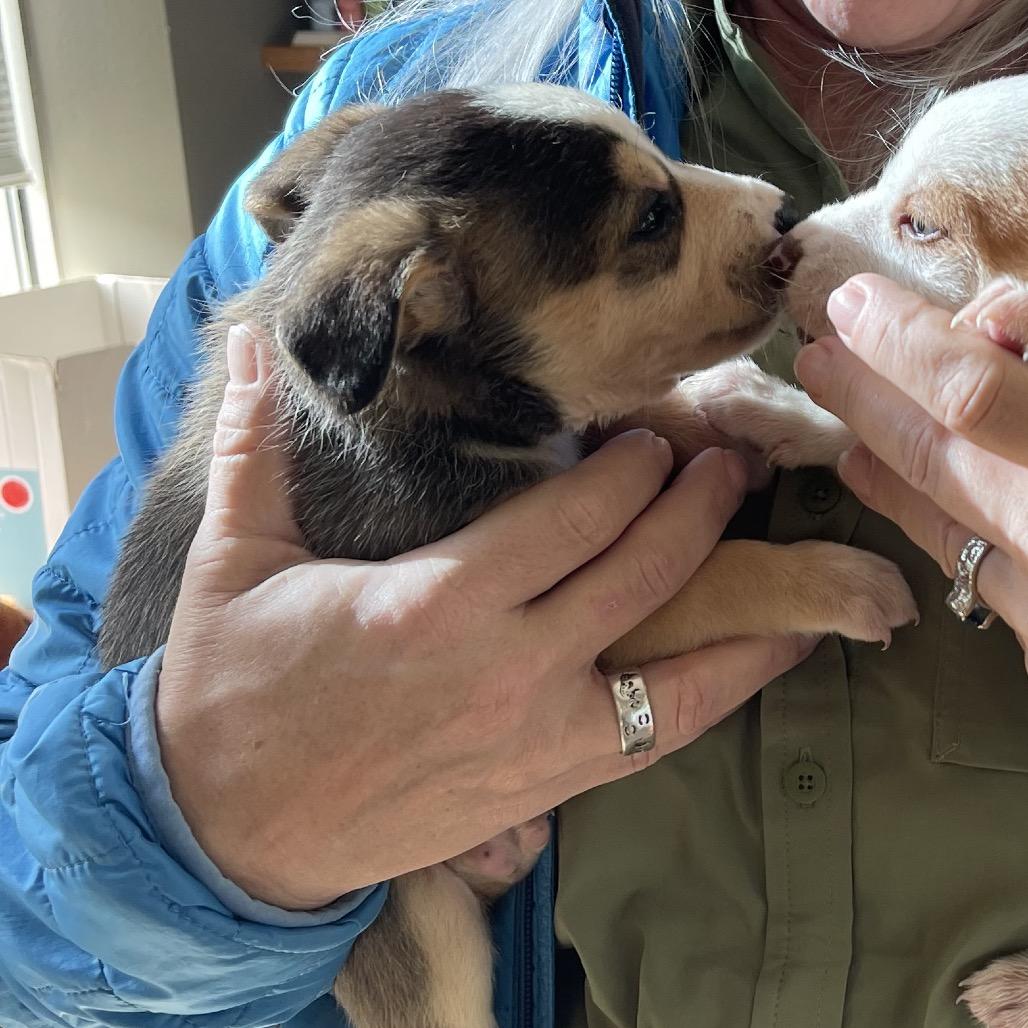 Enlarge Siamese, a Adoptable Mixed Breed in Tacoma, WA image 4/6
