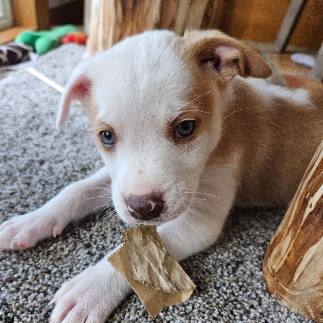 Enlarge Siamese, a Adoptable Mixed Breed in Tacoma, WA image 6/6