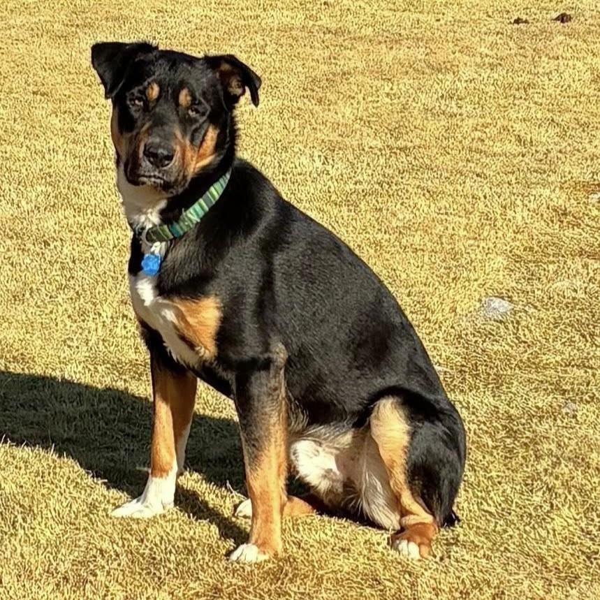 Enlarge Huck, a Adoptable mixed breed in Lubbock, TX image 5/5