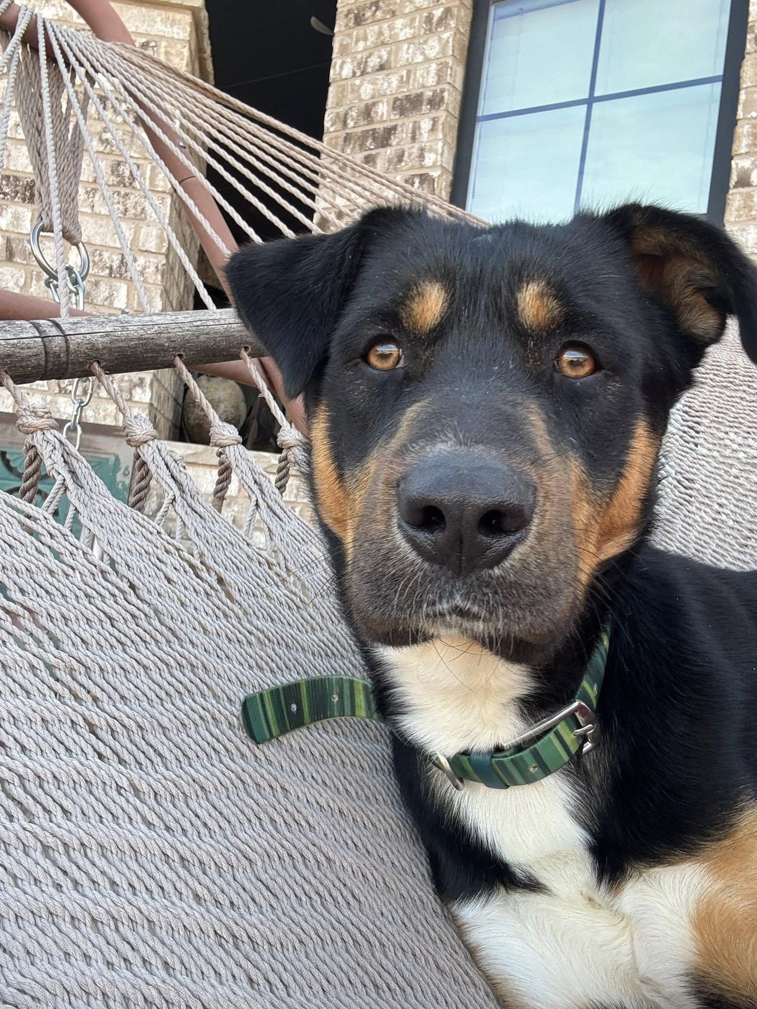 Enlarge Huck, a Adoptable mixed breed in Lubbock, TX image 1/5