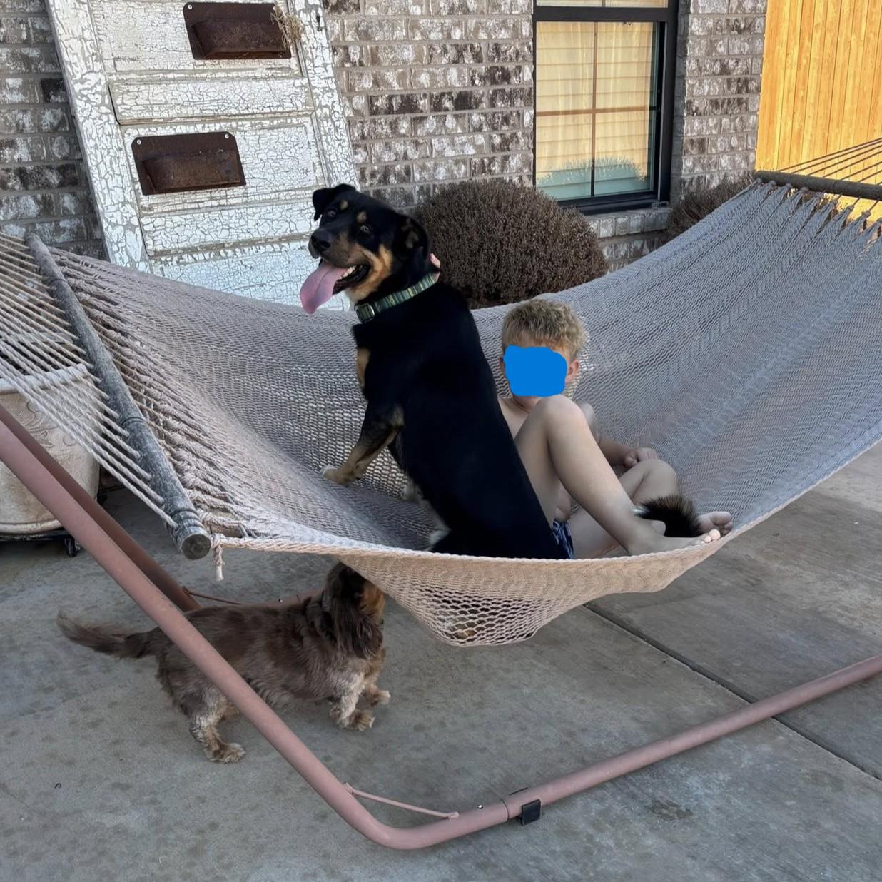 Enlarge Huck, a Adoptable mixed breed in Lubbock, TX image 2/5