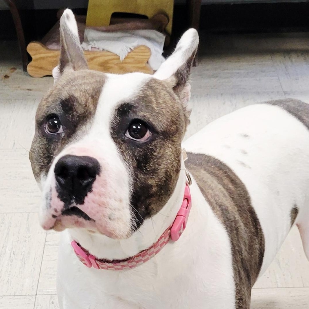 Enlarge Dior , a ADOPTABLE mixed breed in Lincoln, IL image 1/2