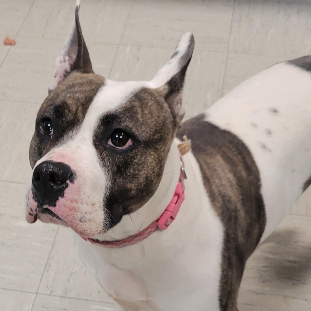 Enlarge Dior , a ADOPTABLE mixed breed in Lincoln, IL image 2/2