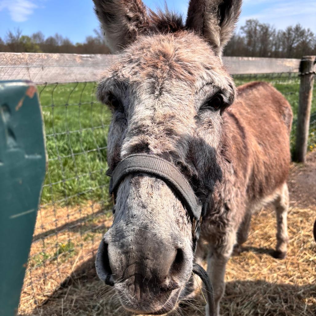 Enlarge Theodore, a Adoptable Donkey in Quakertown, PA image 1/4