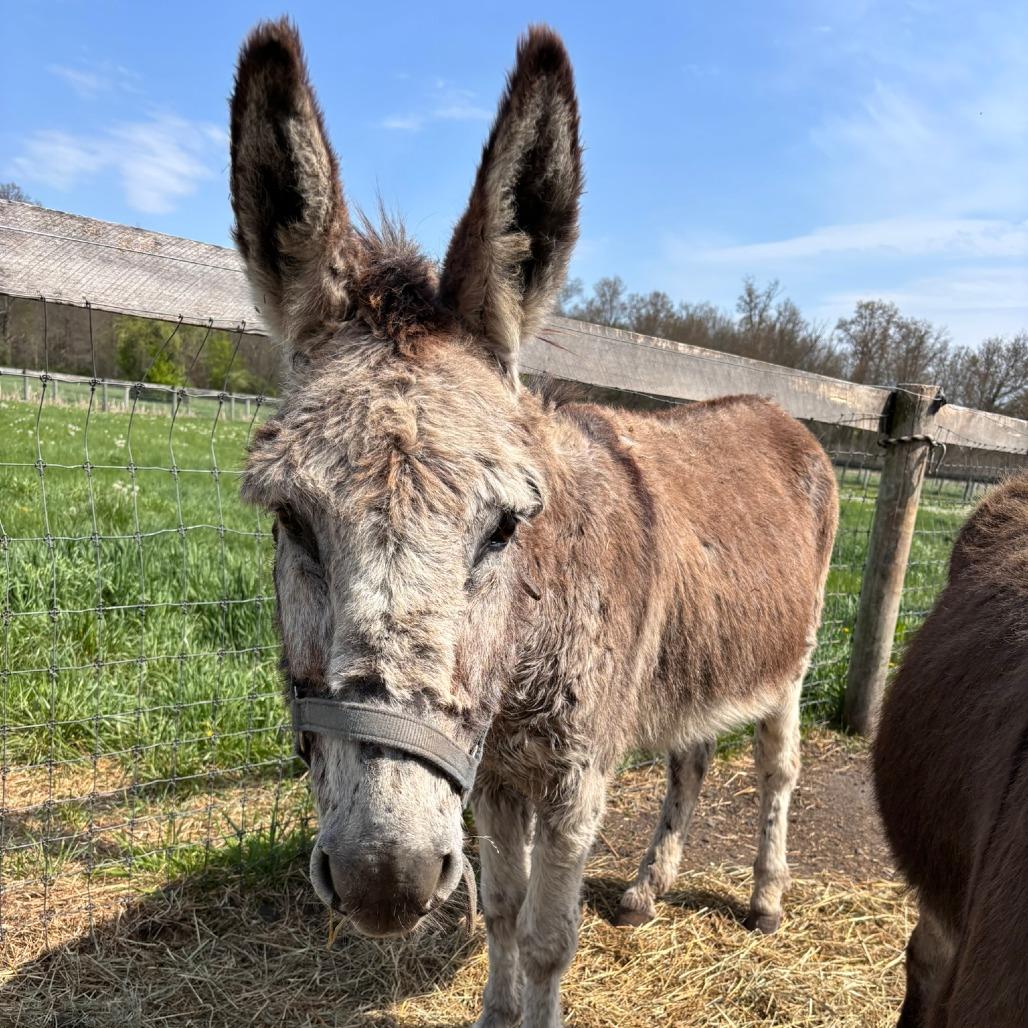 Enlarge Theodore, a Adoptable Donkey in Quakertown, PA image 2/4