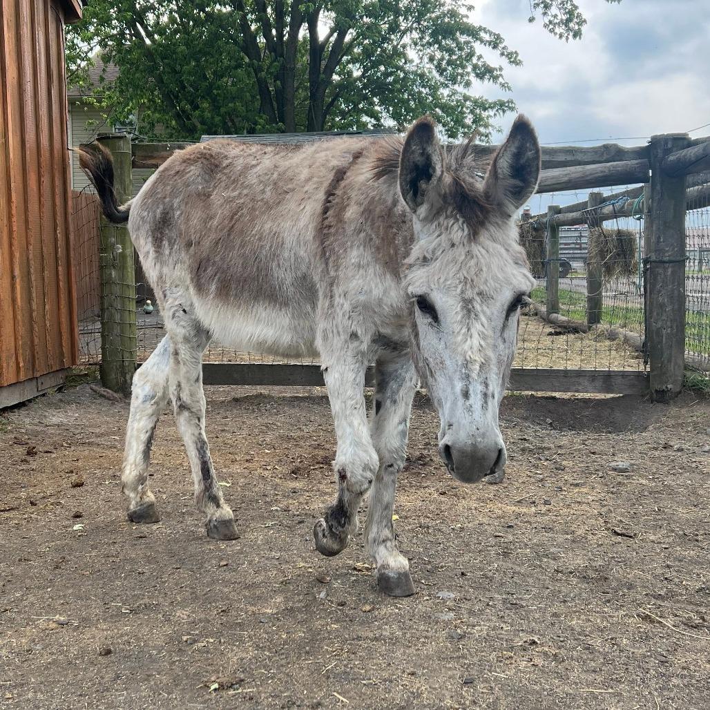 Enlarge Theodore, a Adoptable Donkey in Quakertown, PA image 3/4