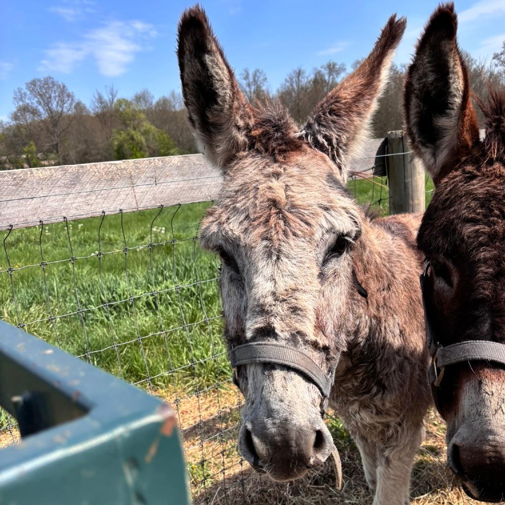 Enlarge Theodore, a Adoptable Donkey in Quakertown, PA image 4/4