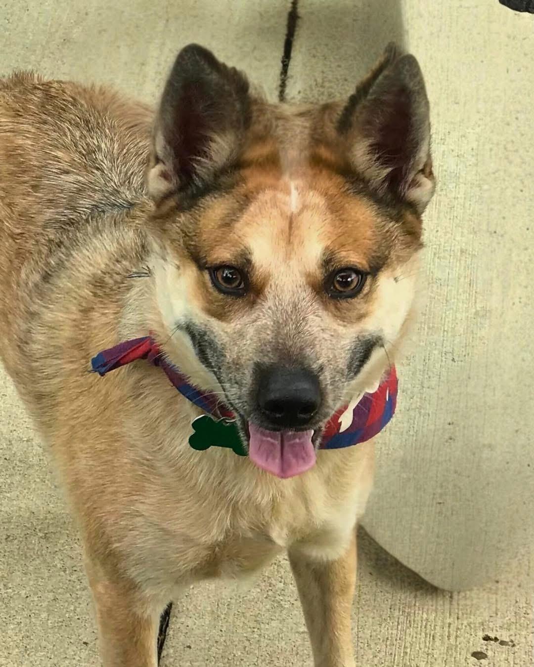 Enlarge Koji, a Adoptable mixed breed in Houston, TX image 2/6