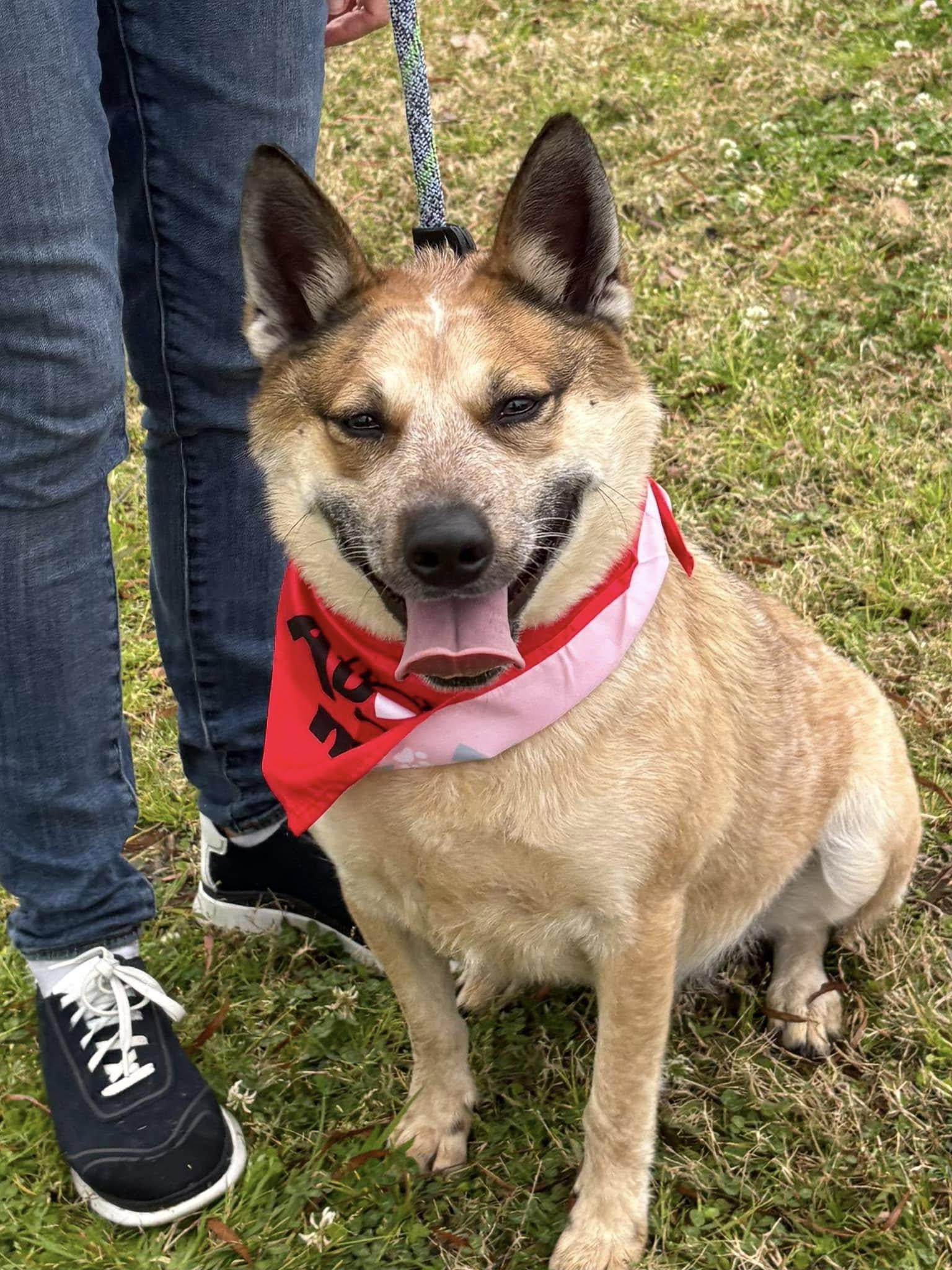 Koji, an adoptable Cattle Dog, Corgi in Houston, TX, 77292 | Photo Image 4