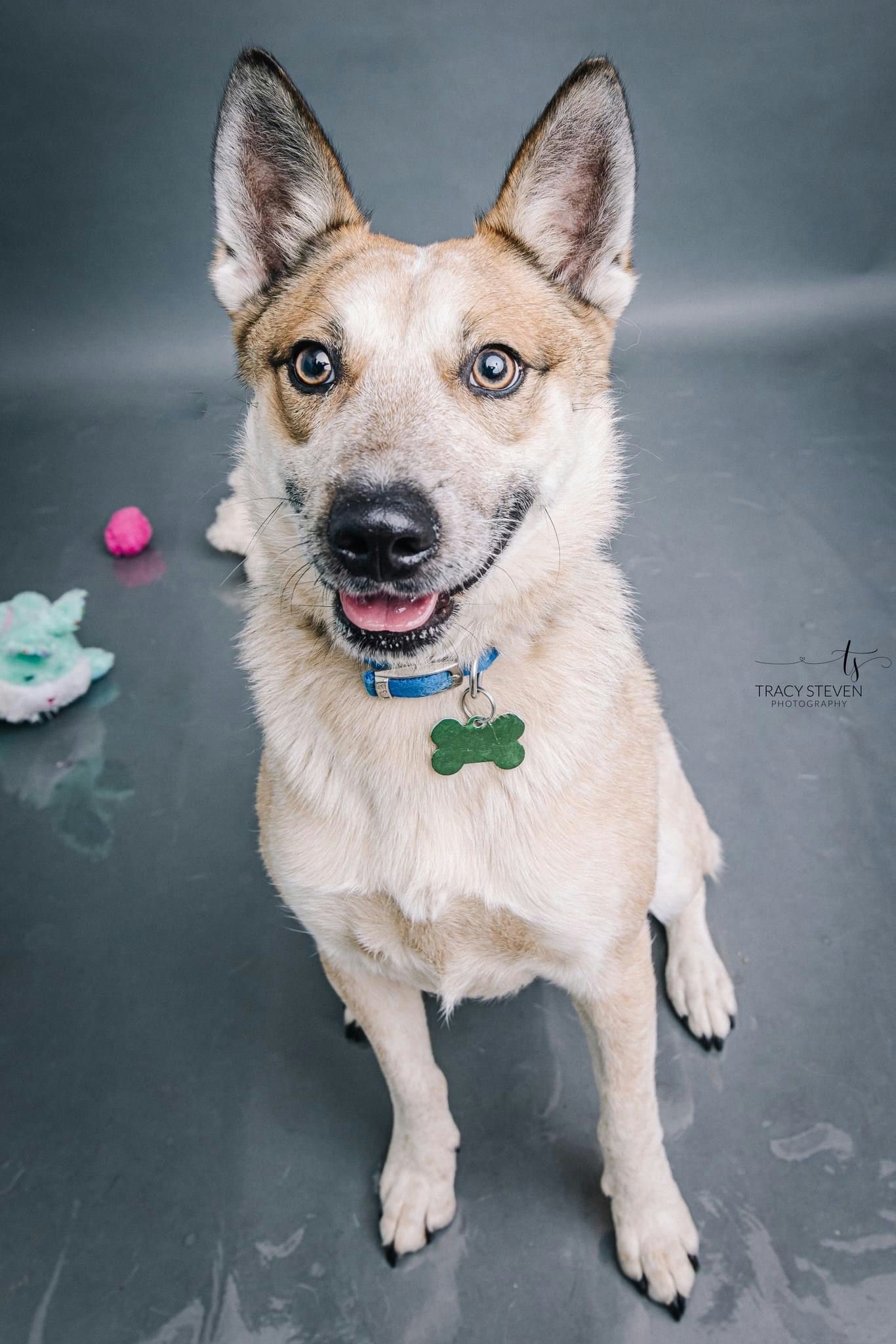 Enlarge Koji, a Adoptable mixed breed in Houston, TX image 6/6