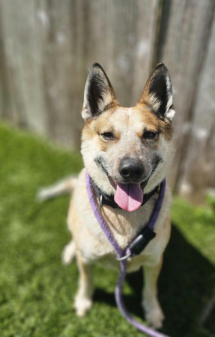 Koji, an adoptable Cattle Dog, Corgi in Houston, TX, 77292 | Photo Image 5
