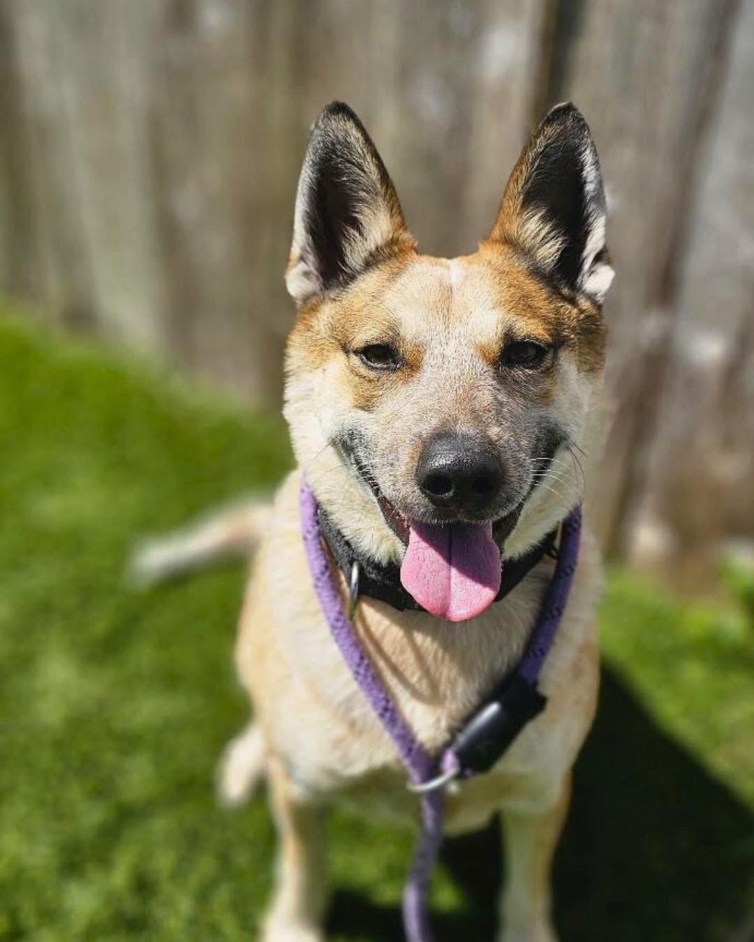 Enlarge Koji, a Adoptable mixed breed in Houston, TX image 3/6