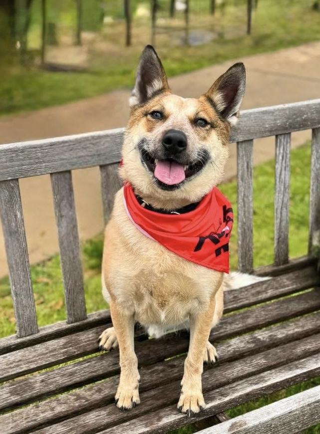 Koji photo 1