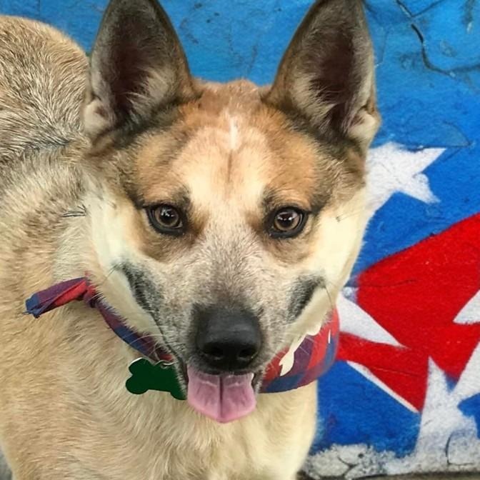 Koji, Adoptable, Adult Male Cattle Dog & Corgi.