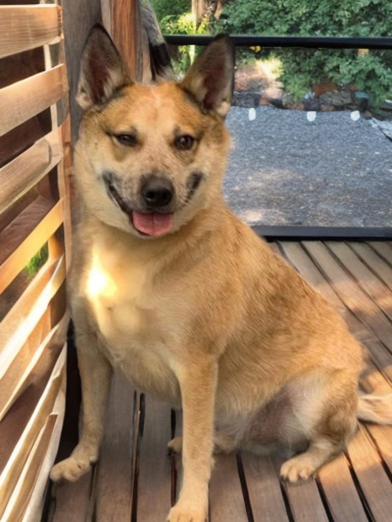 Enlarge Koji, a Adoptable mixed breed in Houston, TX image 1/6