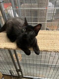 Enlarge Austin, a Adopted Domestic Short Hair in Union, WV image 1/1