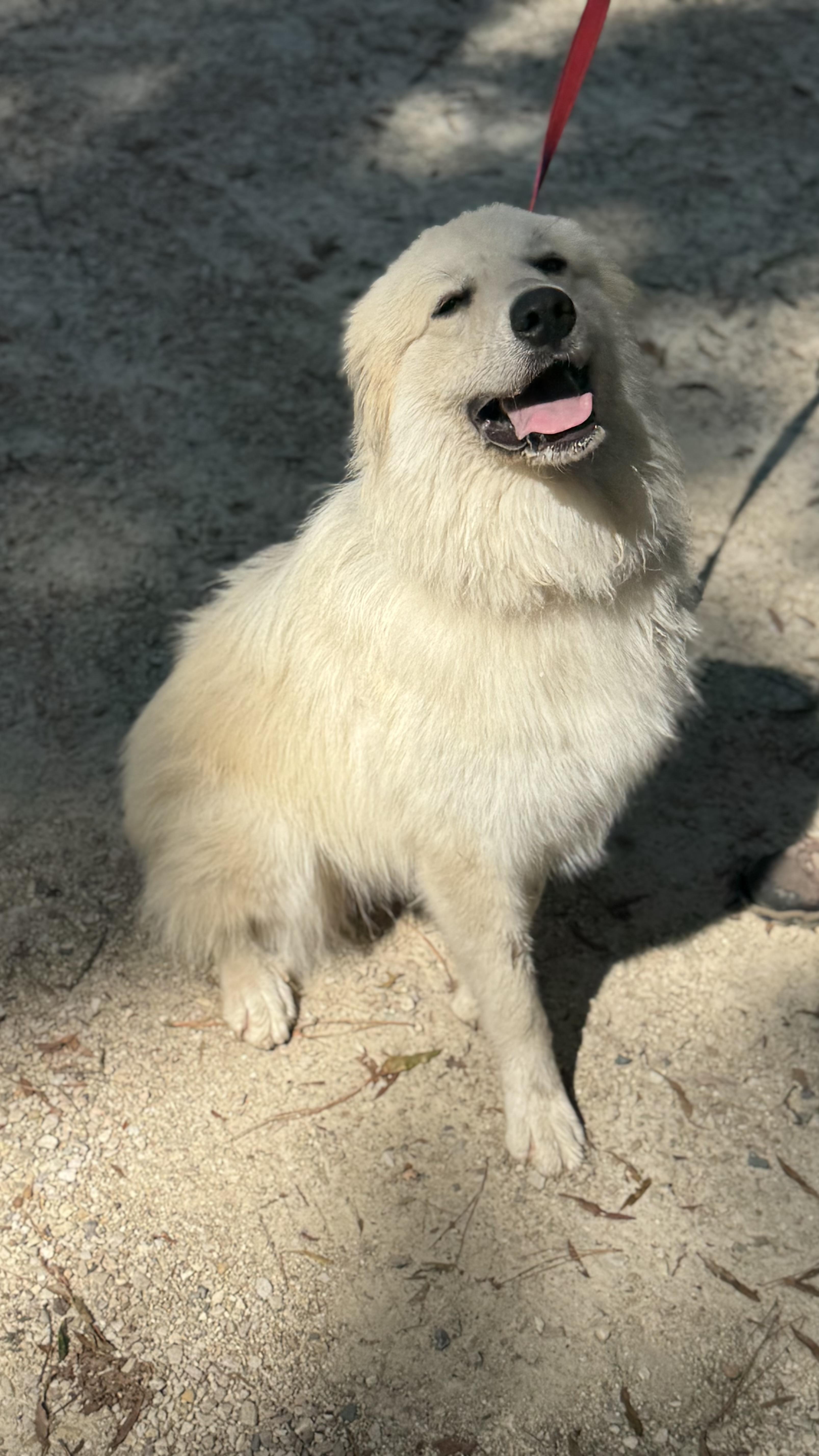 Malonie, Adoptable, Young Female Great Pyrenees.