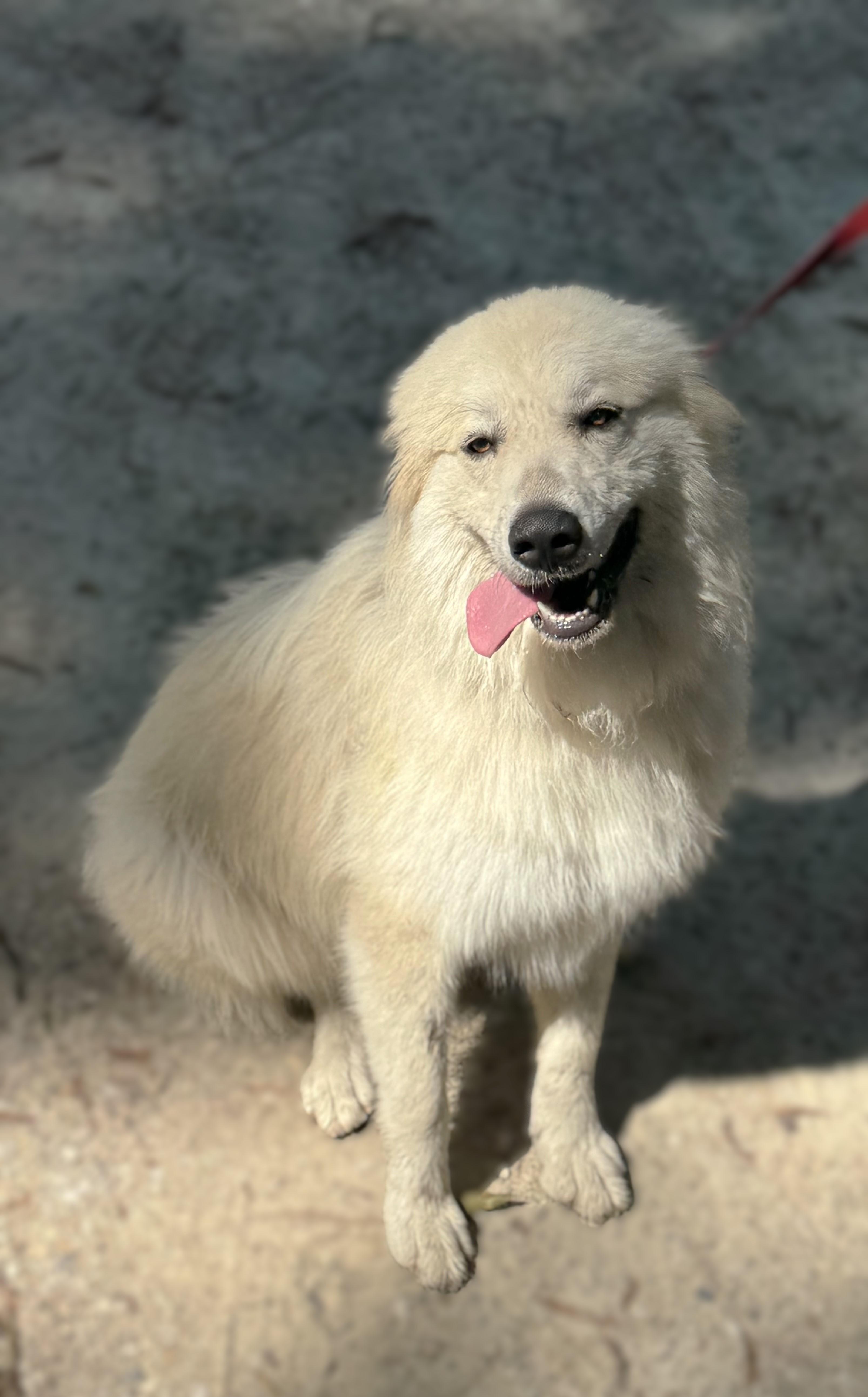 Malonie, a Adoptable mixed breed in Richmond, VA image 4/5