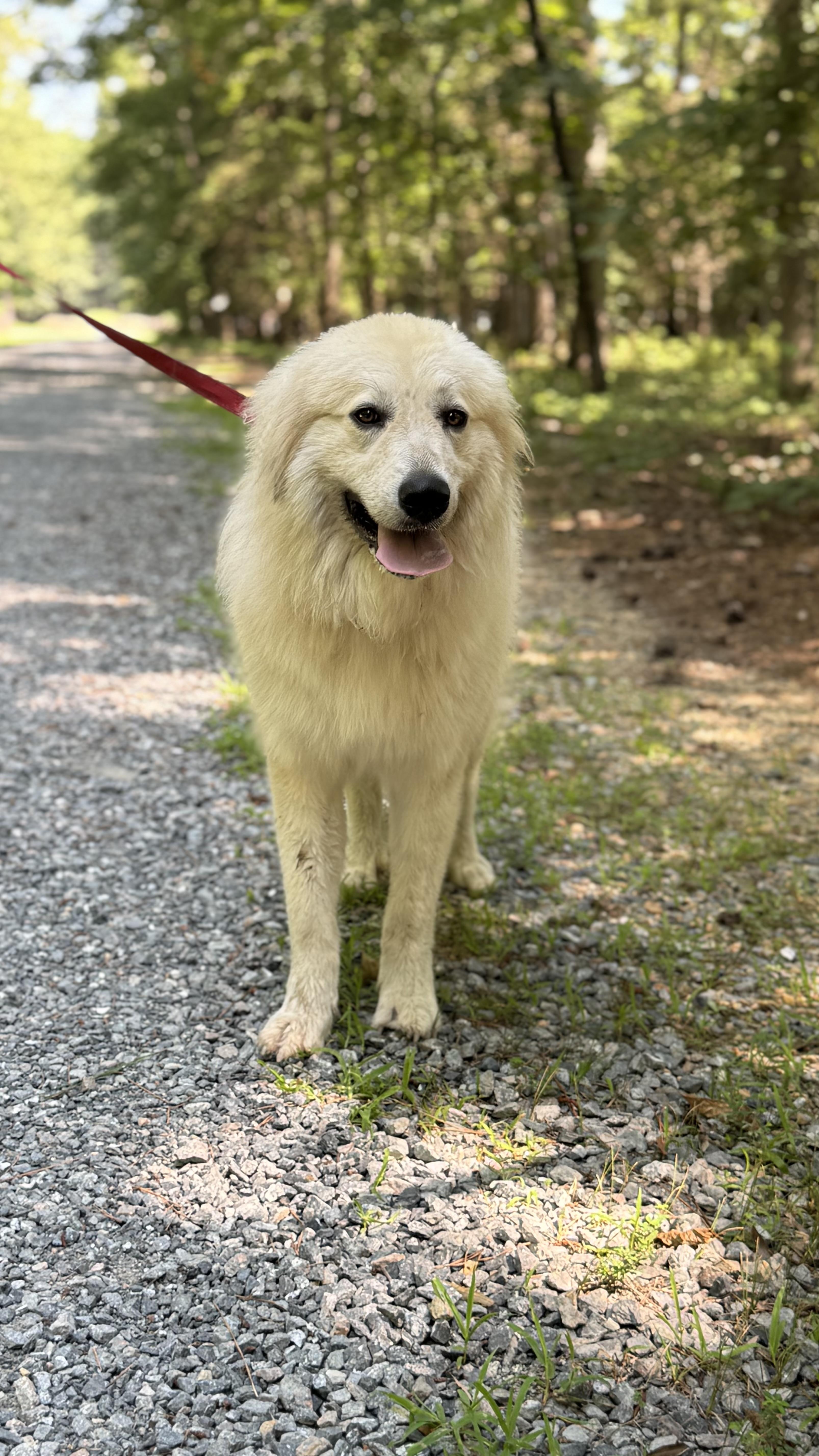 Malonie, a Adoptable mixed breed in Richmond, VA image 3/5