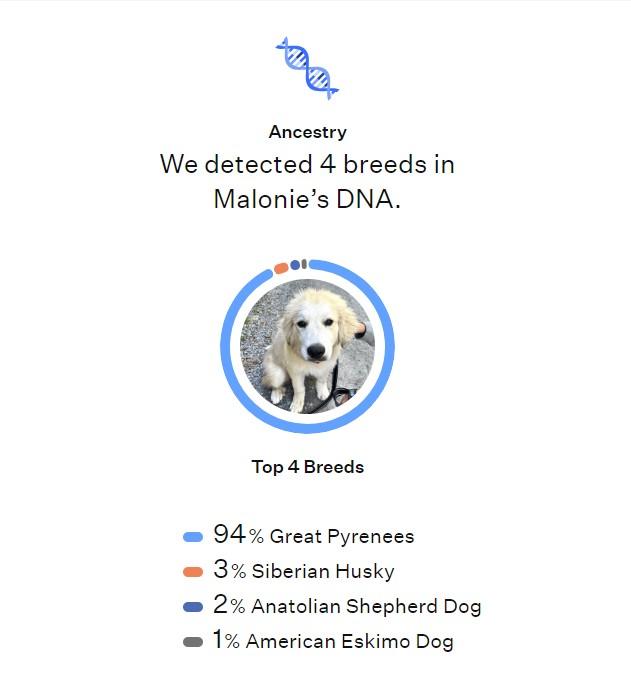 Malonie, a Adoptable mixed breed in Richmond, VA image 5/5