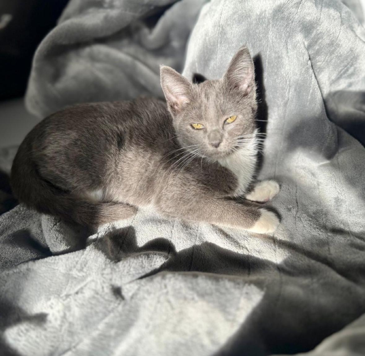 Katie, ADOPTABLE, Kitten Female Domestic Short Hair.