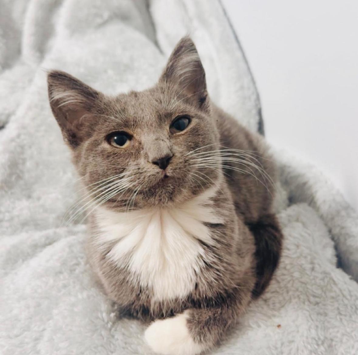 Enlarge Katie, a ADOPTABLE Domestic Short Hair in Miami, FL image 3/5