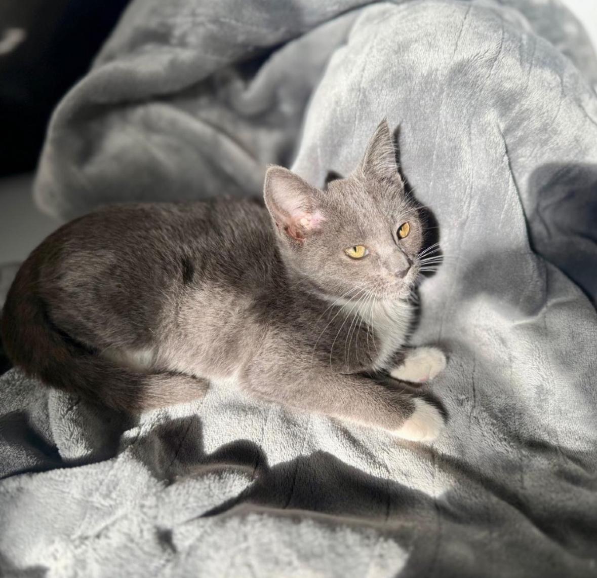 Enlarge Katie, a ADOPTABLE Domestic Short Hair in Miami, FL image 4/5