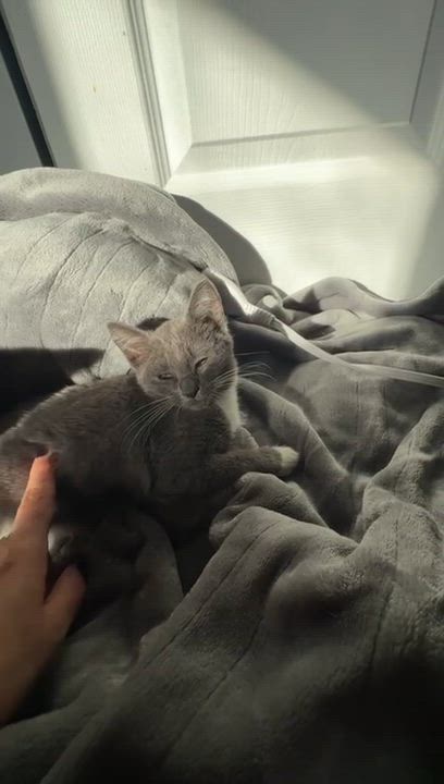 Enlarge Katie, a ADOPTABLE Domestic Short Hair in Miami, FL video 2/5