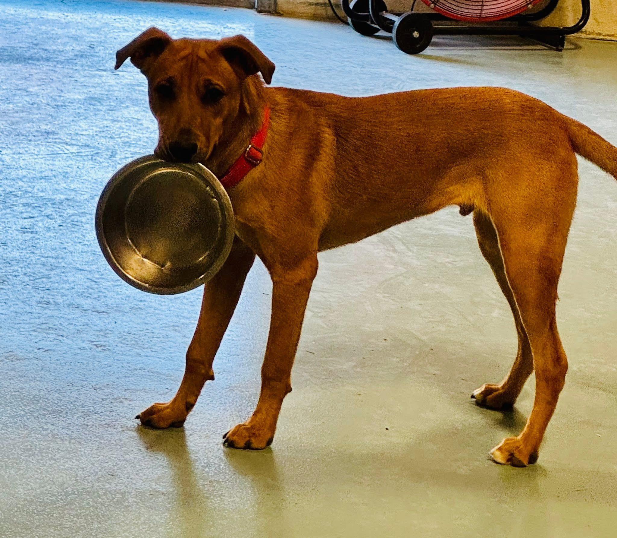 Astro, a Adoptable mixed breed in Elkhorn, WI image 2/4