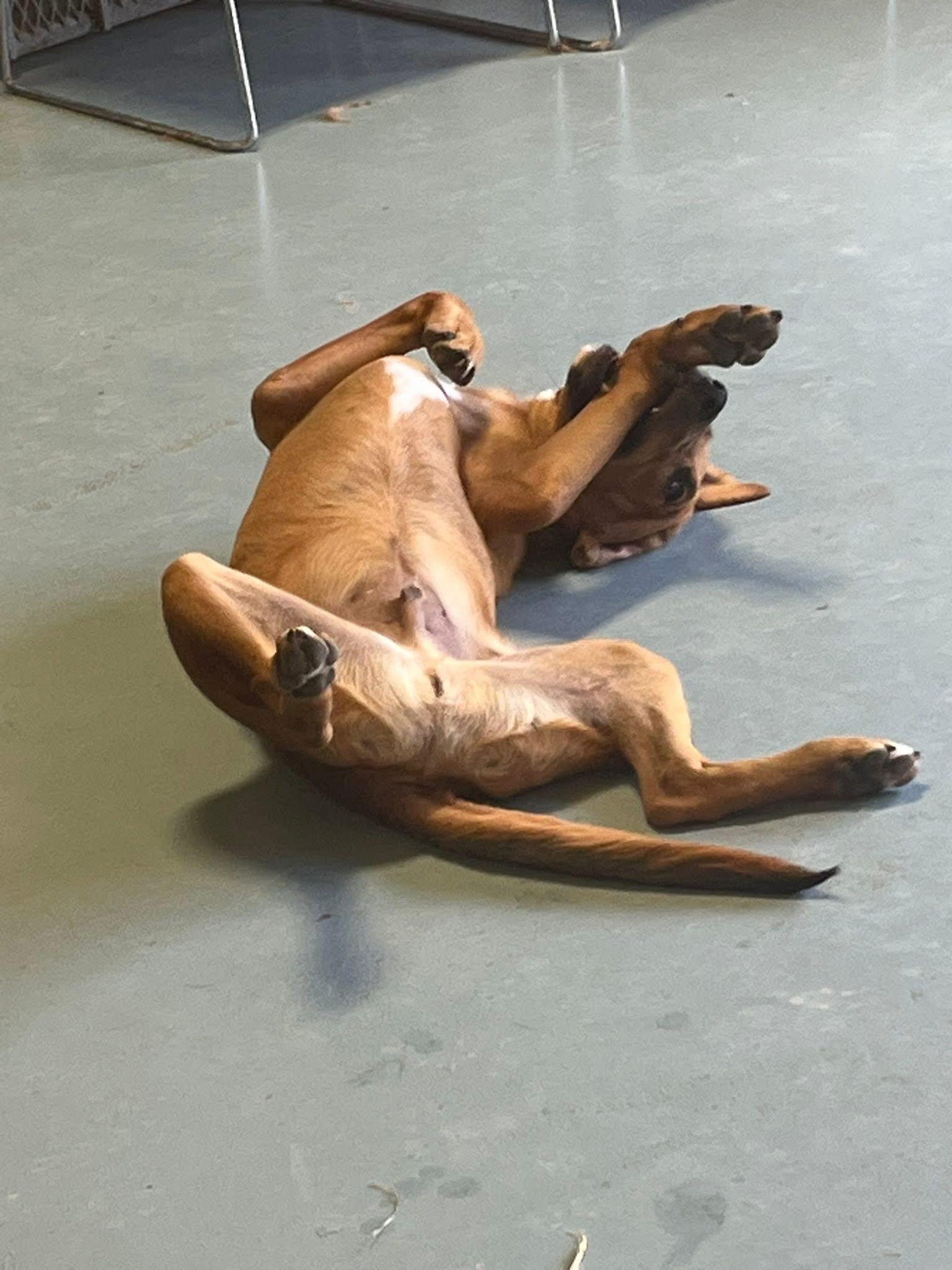 Astro, a Adoptable mixed breed in Elkhorn, WI image 3/4