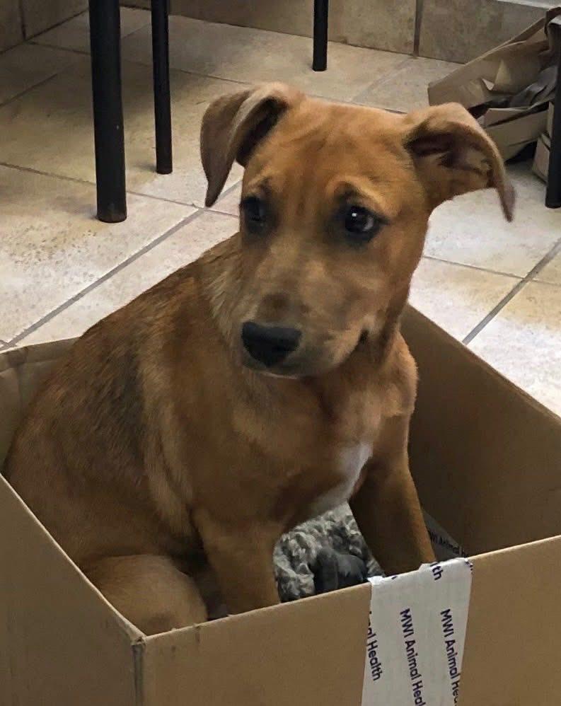 Astro, a Adoptable mixed breed in Elkhorn, WI image 4/4