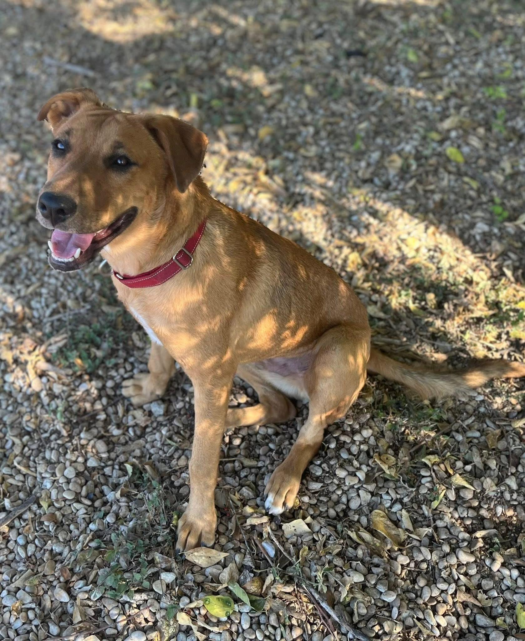 Astro, Adoptable, Young Male Yellow Labrador Retriever.
