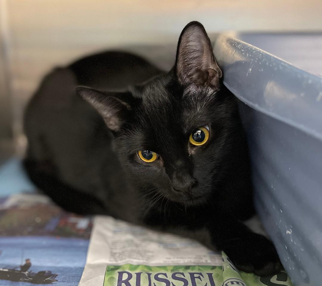 Erick, Adoptable, Kitten Male Domestic Short Hair.