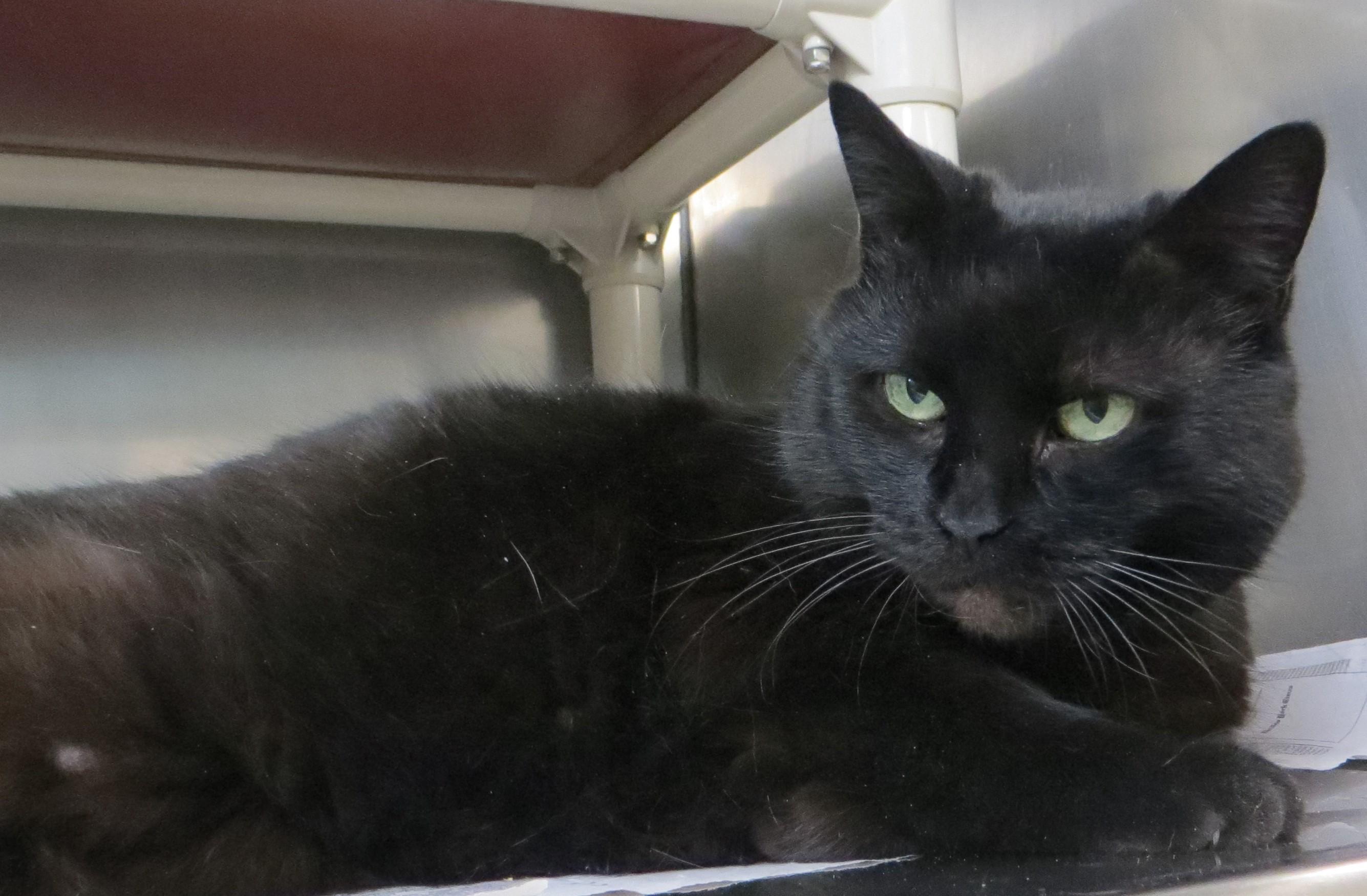 Enlarge BETSY, a ADOPTABLE Domestic Short Hair in Taunton, MA image 2/6