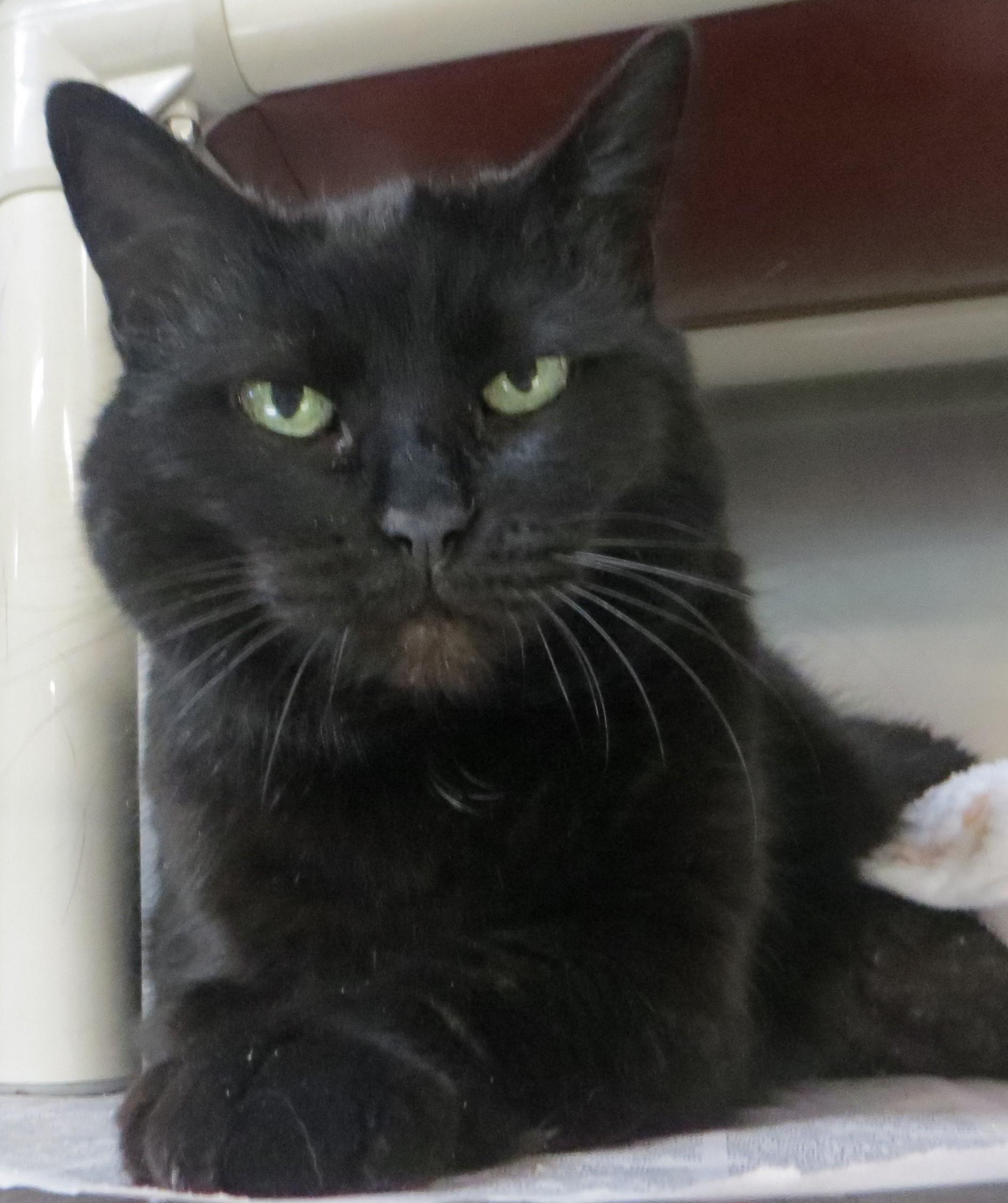 Enlarge BETSY, a ADOPTABLE Domestic Short Hair in Taunton, MA image 1/6