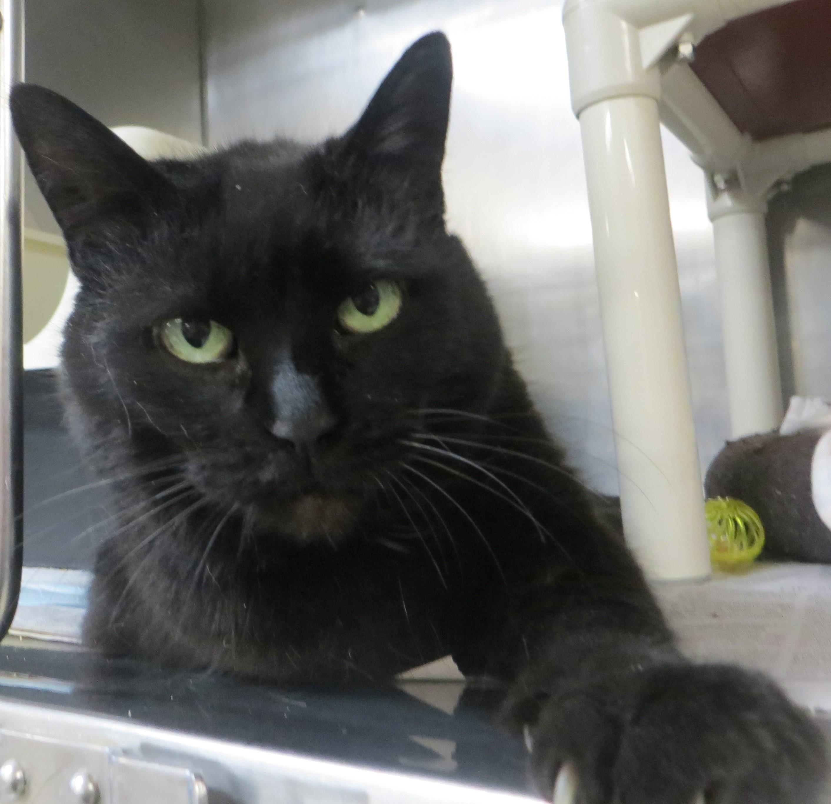 Enlarge BETSY, a ADOPTABLE Domestic Short Hair in Taunton, MA image 4/6