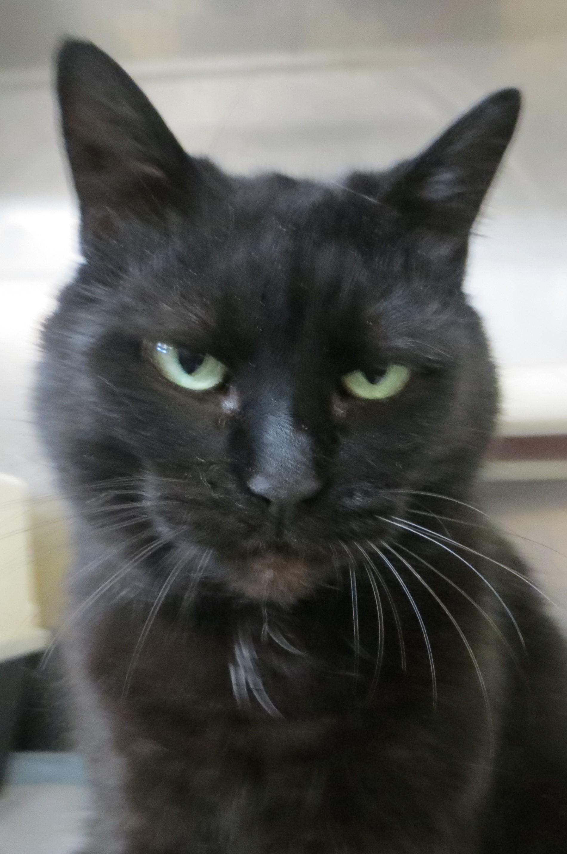 Enlarge BETSY, a ADOPTABLE Domestic Short Hair in Taunton, MA image 5/6