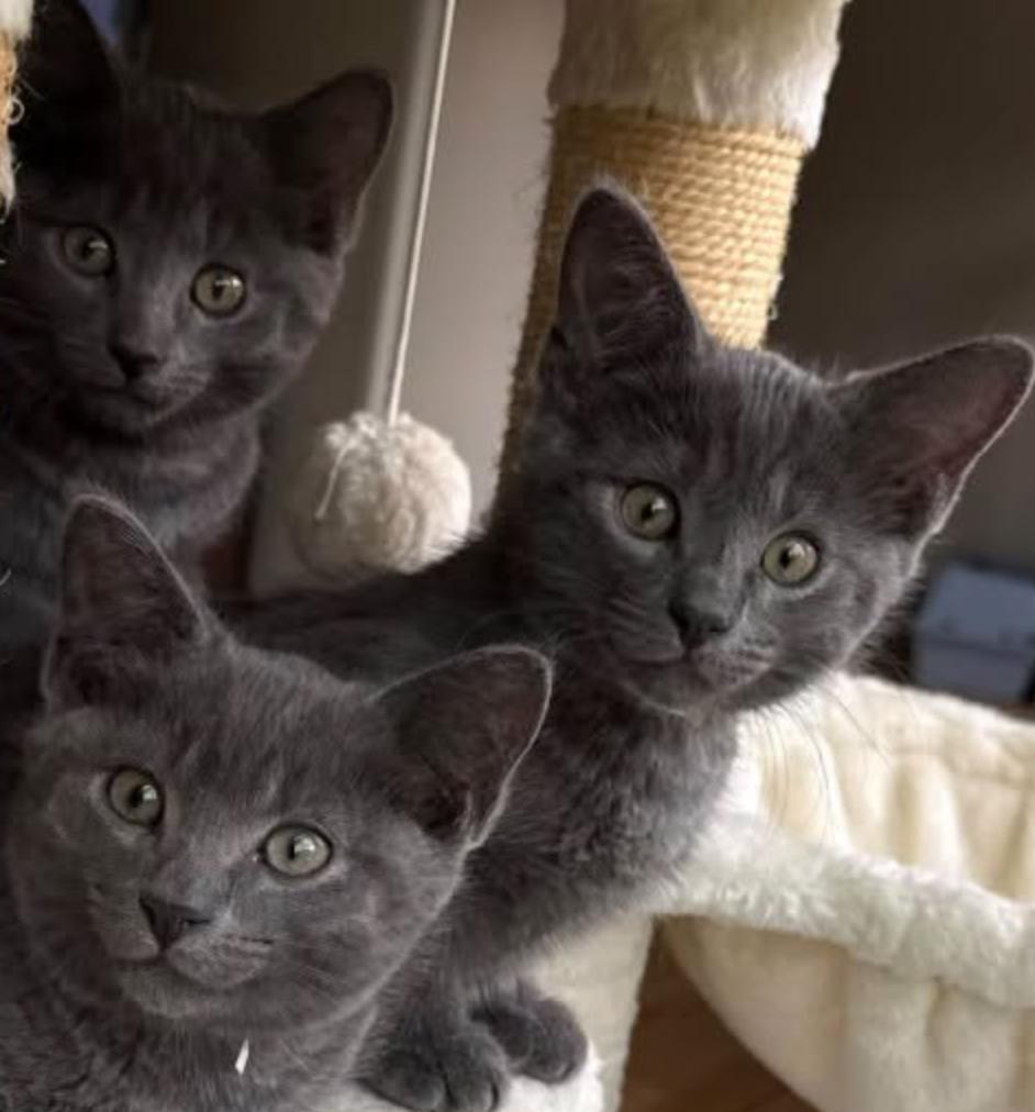 Enlarge Wiggles, a Adoptable Domestic Short Hair in Topsham, ME image 2/2