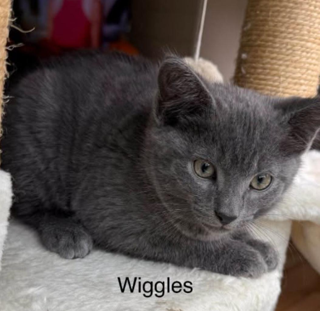 Wiggles photo