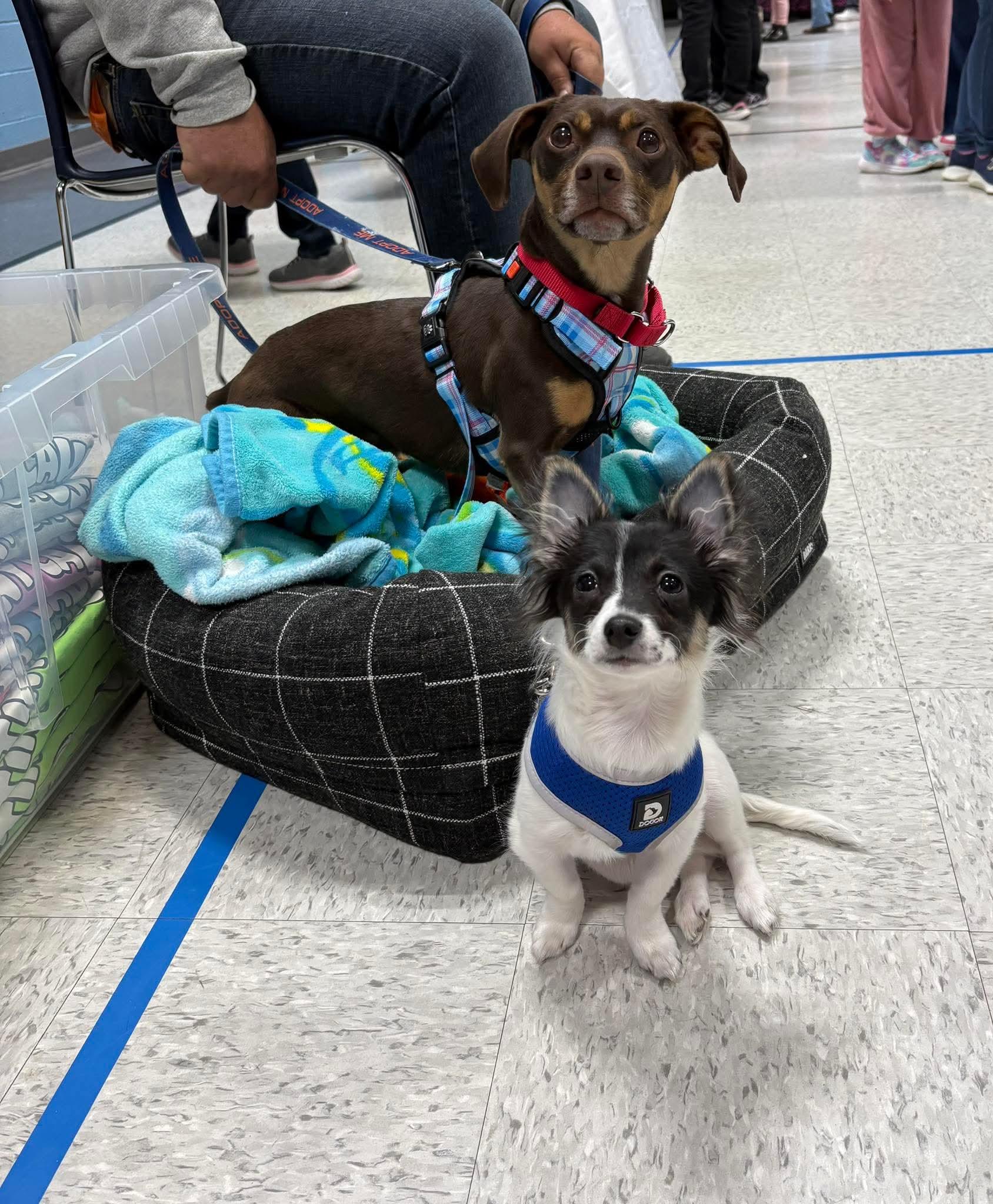 DOBBY tinycauseadopt@gmail.com , a ADOPTABLE mixed breed in Vandergrift, PA image 2/2