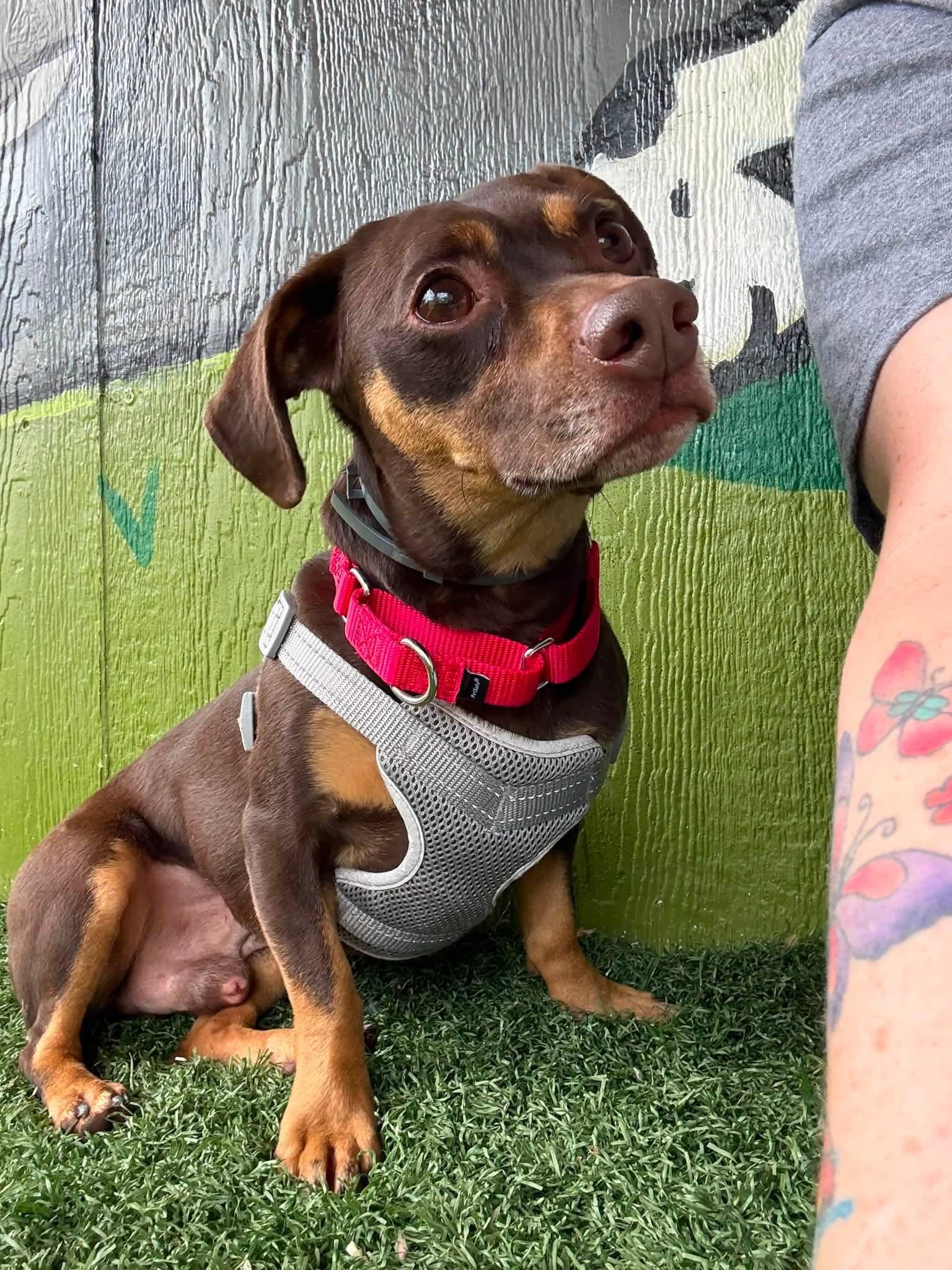 DOBBY tinycauseadopt@gmail.com , a ADOPTABLE mixed breed in Vandergrift, PA image 1/2