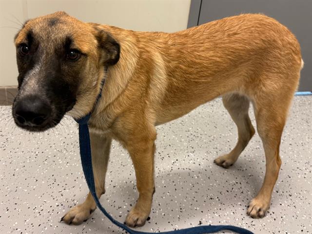 Enlarge *Shelly, a Adopted mixed breed in Forney, TX image 1/1