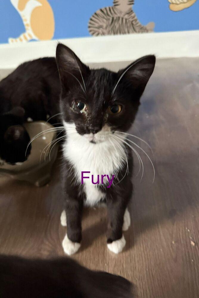 Enlarge Fury, a Adoptable Domestic Short Hair in Oak Park, MI image 1/1